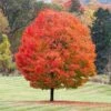Sugar Maple Tree 2 Sugar Maple Tree -Fast Growing Trees Sugar Maple FGT 600x600 6ad4956a ec6e 4ab2 a66a 1a1245471195