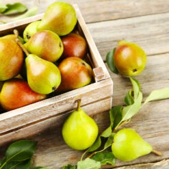 Summercrisp Pear Tree 8 Summercrisp Pear Tree -Fast Growing Trees Summercrisp Pear 3 FGT