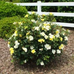 Sunny Knock Out® Rose 13 Sunny Knock Out® Rose -Fast Growing Trees Sunny knockout rose Shrub 1 FGT