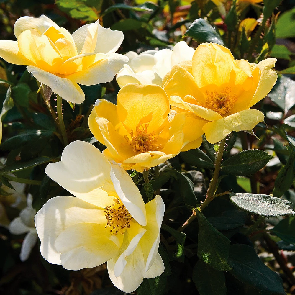 Sunny Knock Out® Rose 5 Sunny Knock Out® Rose - Image 3