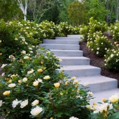 Sunny Knock Out® Rose 11 Sunny Knock Out® Rose -Fast Growing Trees Sunny knockout rose Shrub 7 FGT