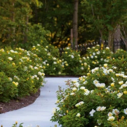 Sunny Knock Out® Rose 12 Sunny Knock Out® Rose -Fast Growing Trees Sunny knockout rose Shrub 8 FGT