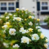 Sunny Knock Out® Rose 2 Sunny Knock Out® Rose -Fast Growing Trees Sunny knockout rose Shrub FGT 600x600 72c70240 c500 4323 8aab 19d4bef391ee