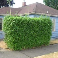 Sunset Glow Bamboo 7 Sunset Glow Bamboo -Fast Growing Trees Sunset Glow Bamboo 2 450w