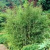 Sunset Glow Bamboo 2 Sunset Glow Bamboo -Fast Growing Trees Sunset Glow Bamboo 3 450w