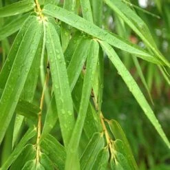 Fast Growing Trees -Fast Growing Trees Sunset Glow Bamboo 4 450w