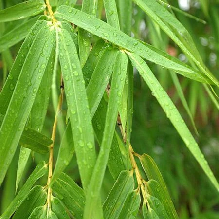 Sunset Glow Bamboo 4 Sunset Glow Bamboo - Image 2