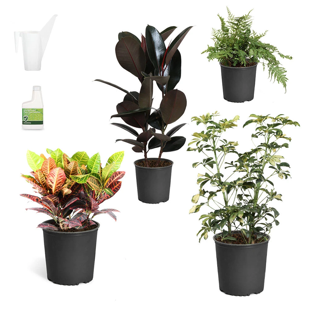 Sunset Hues House Plant Kit 3 Sunset Hues House Plant Kit - Image 2