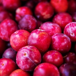 Superior Plum Tree 10 Superior Plum Tree -Fast Growing Trees Superior Plum 3