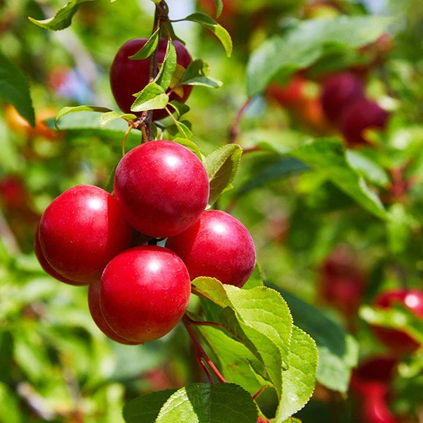 Superior Plum Tree 3 Superior Plum Tree