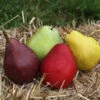 2-in-1 Pear Surprise Tree 1 2-in-1 Pear Surprise Tree -Fast Growing Trees Suprise Pear 600x600 5bf56b55 f018 4dd4 8ad9 549b3ab4b347