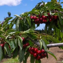 4-in-1 Cherry Surprise Tree -Fast Growing Trees Surprise Cherry FGT 2 b4c5cf71 2def 4f61 ba62 510df2fbc6a1