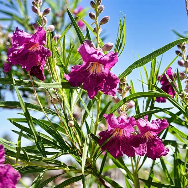 Sweet Bubba Seedless Desert Willow 3 Sweet Bubba Seedless Desert Willow