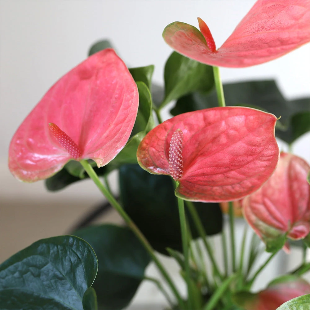Pink Anthurium 6 Pink Anthurium - Image 4