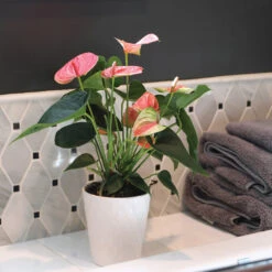 Pink Anthurium 11 Pink Anthurium -Fast Growing Trees Sweet Dream Pink Anthurium 2