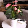 Pink Anthurium 2 Pink Anthurium -Fast Growing Trees Sweet Dream Pink Anthurium 600x600 1