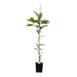 Tangelo Tree -Fast Growing Trees TAN TRE 12 1QT