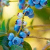 Toro Blueberry Bush - USDA Organic 1 Toro Blueberry Bush - USDA Organic -Fast Growing Trees TOro Blueberry FGT 600x600 e4f3fb9a 3ef4 4fa5 a0e6 10c35afd23a2