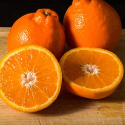 Tangelo Tree -Fast Growing Trees Tangelo 3 FGT