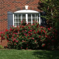 The Grand Champion™ Rose 8 The Grand Champion™ Rose -Fast Growing Trees The Grand Champion Rose 1