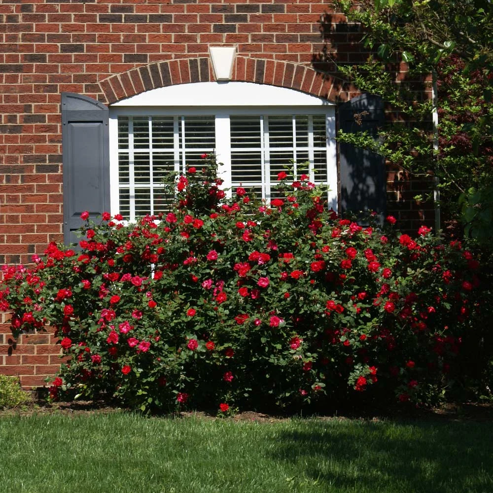 The Grand Champion™ Rose 5 The Grand Champion™ Rose - Image 3