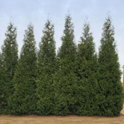 Junior Giant Thuja Tree 9 Junior Giant Thuja Tree -Fast Growing Trees Thuja Junior Giant BB 2