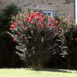 Thunderstruck™ Coral Boom™ Crape Myrtle Tree 9 Thunderstruck™ Coral Boom™ Crape Myrtle Tree -Fast Growing Trees Thunderstruck Coral Bloom 2