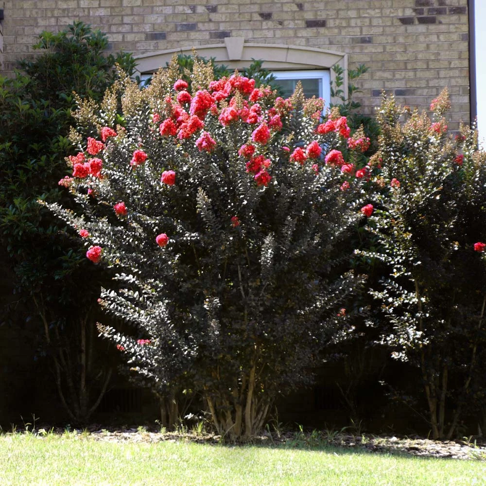 Thunderstruck™ Coral Boom™ Crape Myrtle Tree 6 Thunderstruck™ Coral Boom™ Crape Myrtle Tree - Image 4