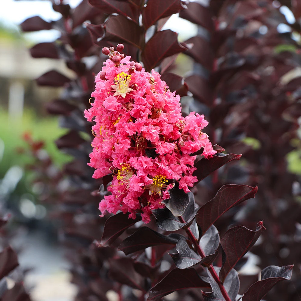 Thunderstruck™ Coral Boom™ Crape Myrtle Tree 4 Thunderstruck™ Coral Boom™ Crape Myrtle Tree - Image 2