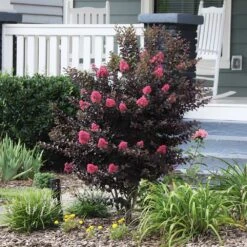 Thunderstruck™ Coral Boom™ Crape Myrtle Tree 8 Thunderstruck™ Coral Boom™ Crape Myrtle Tree -Fast Growing Trees Thunderstruck Coral Bloom 6