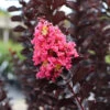 Thunderstruckâ„¢ Coral Boomâ„¢ Crape Myrtle Tree 1 Thunderstruckâ„¢ Coral Boomâ„¢ Crape Myrtle Tree -Fast Growing Trees Thunderstruck Coral Bloom FGT 600x600 78393993 bc09 480e a4f5 ada4b665bac2