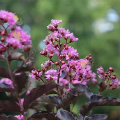Thunderstruck™ Lavender Blast™ Crape Myrtle Tree 7 Thunderstruck™ Lavender Blast™ Crape Myrtle Tree -Fast Growing Trees Thunderstruck Lavender Blast 1 FGT