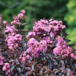 Thunderstruck™ Lavender Blast™ Crape Myrtle Tree 8 Thunderstruck™ Lavender Blast™ Crape Myrtle Tree -Fast Growing Trees Thunderstruck Lavender Blast 2 FGT