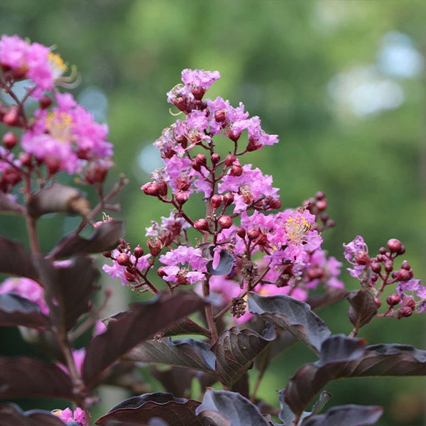 Thunderstruck™ Lavender Blast™ Crape Myrtle Tree 3 Thunderstruck™ Lavender Blast™ Crape Myrtle Tree