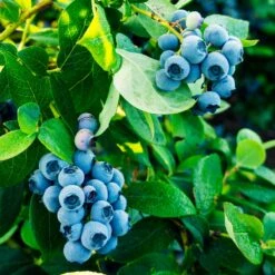 Tifblue Blueberry Bush 10 Tifblue Blueberry Bush -Fast Growing Trees TifBlue Blueberry 1