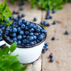 Tifblue Blueberry Bush 9 Tifblue Blueberry Bush -Fast Growing Trees TifBlue Blueberry 4