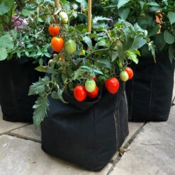 Patio Tomato Garden 9 Patio Tomato Garden -Fast Growing Trees Tomato Garden kit 1