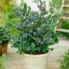 Top Hat Blueberry Bush 1 Top Hat Blueberry Bush -Fast Growing Trees Tophat BLueberry FGT 600x600 a5719f76 8f23 4e54 96ff 2e9680dd339f