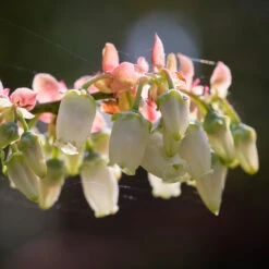 Toro Blueberry Bush - USDA Organic 14 Toro Blueberry Bush - USDA Organic -Fast Growing Trees Toro Blueberry 3 1cbc3ceb 6262 43bb 917a 490851827d67