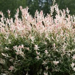 Tri-Color Willow Tree 9 Tri-Color Willow Tree -Fast Growing Trees Tri color Willow 1 FGT 7d486ca6 2975 4fd2 8639 4e87e9aac05c