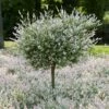 Tri-Color Willow Tree 1 Tri-Color Willow Tree -Fast Growing Trees Tri color Willow Tree 600x600 FGT