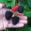 Triple Crown Blackberry Plant - USDA Organic -Fast Growing Trees Triple Crown Blackberry 600x600 4738c29c 5a3b 48de 9f14 21b727d2b5a2