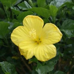 Yellow Tropical Hibiscus Tree 8 Yellow Tropical Hibiscus Tree -Fast Growing Trees Tropical Hibiscus Yellow 3