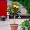 Yellow Tropical Hibiscus Tree 1 Yellow Tropical Hibiscus Tree -Fast Growing Trees Tropical Hibiscus Yellow FGT 600x600 fc3eae3c 4fde 45b0 8545 fdf2d03ffcb8