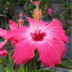 Pink Tropical Hibiscus Tree 9 Pink Tropical Hibiscus Tree -Fast Growing Trees Tropical Pink Hibiscus 3 FGT