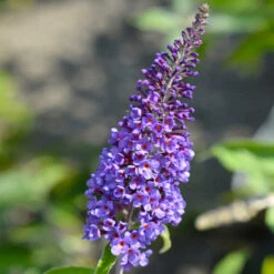 True Blue Butterfly Bush (Tree Form) 11 True Blue Butterfly Bush (Tree Form) -Fast Growing Trees True Blue Butterfly 3 BB