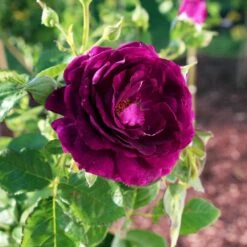 Twilight Rose Shrub 7 Twilight Rose Shrub -Fast Growing Trees Twilight Rose Shrub 1