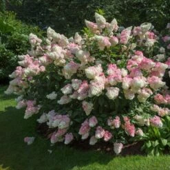 Vanilla Strawberry™ Hydrangea Shrub 7 Vanilla Strawberry™ Hydrangea Shrub -Fast Growing Trees Vanilla Strawberry Hydrangea 1 FGT