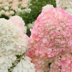 Vanilla Strawberry™ Hydrangea Shrub 8 Vanilla Strawberry™ Hydrangea Shrub -Fast Growing Trees Vanilla Strawberry Hydrangea 2 FGT