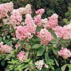 Vanilla Strawberry™ Hydrangea Shrub 9 Vanilla Strawberry™ Hydrangea Shrub -Fast Growing Trees Vanilla Strawberry Hydrangea 3 FGT